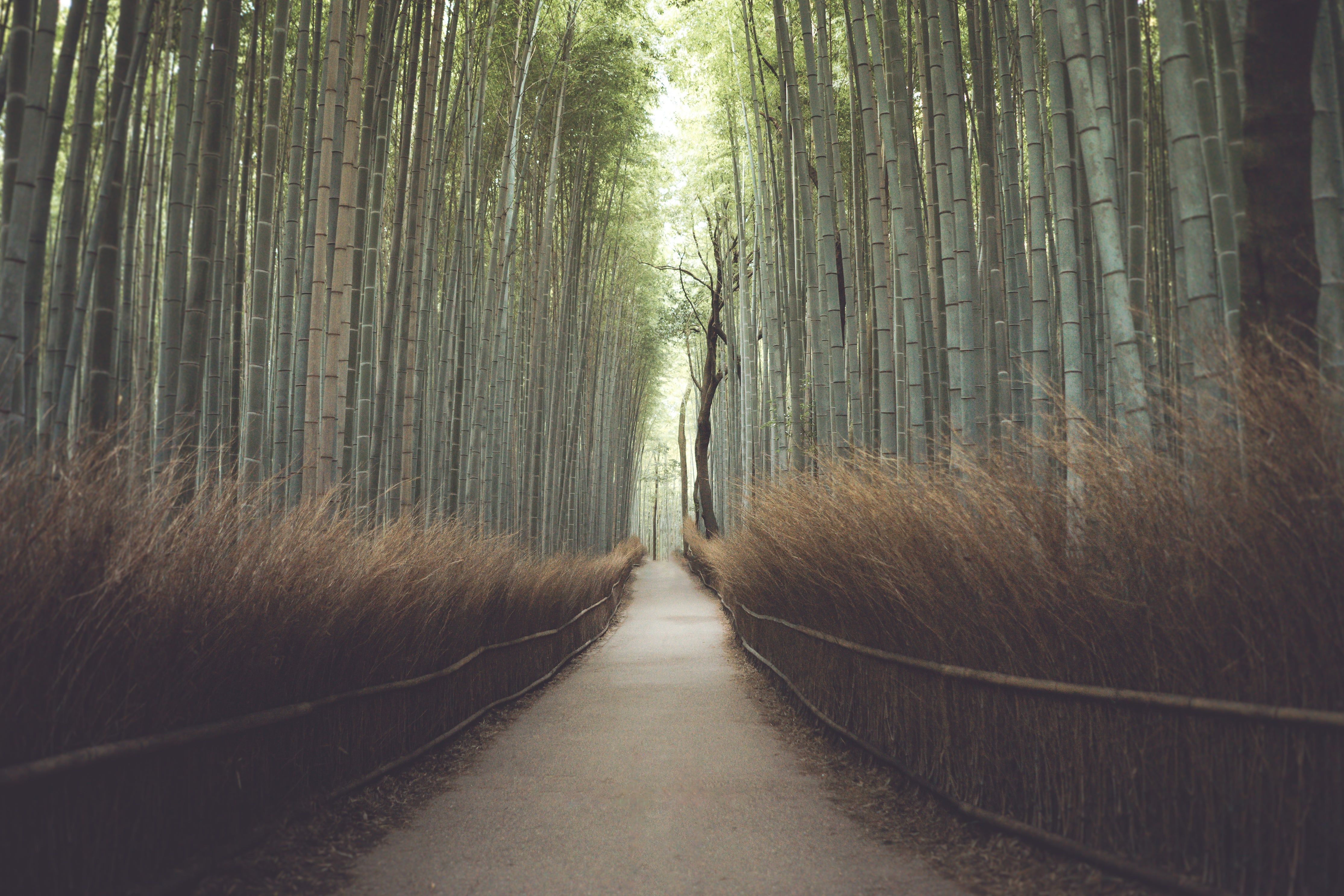 bamboo plant extract